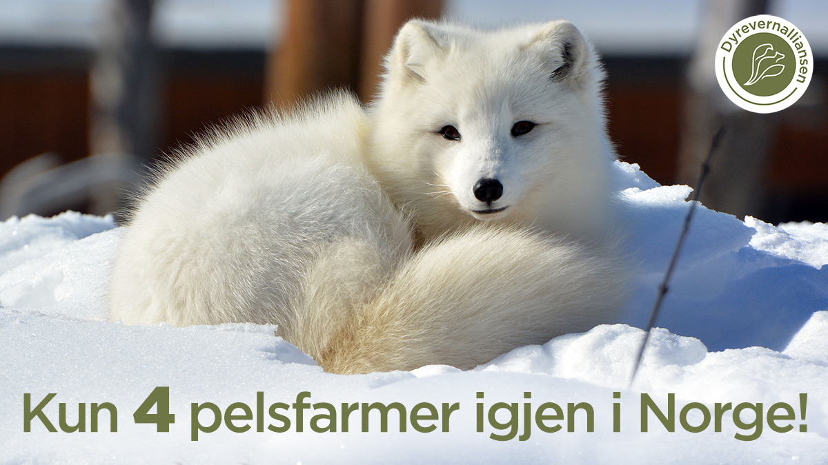 dyrevern's tweet photo. Kun fire pelsfarmer igjen i Norge!

Høsten 2020 var det 88 pelsfarmer igjen i Norge, mens det nå to år etter kun er 4 farmer igjen. I februar 2025 skal norsk pelsindustri være avviklet.

#dyrevern #dyrevelferd #pelsfri #forbypelsnå 

https://t.co/kMqi2Zi31o https://t.co/ZWpEOgNaiX