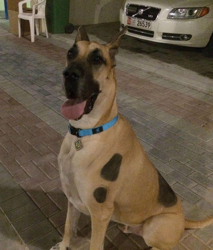 pelirrojohungry's tweet photo. HE ENCONTRADO AL VERDADERO SCOOBY DOO https://t.co/rEYFIvbigF