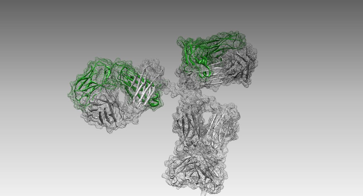 J.-Pablo Salvador (@jpablosalvador) on Twitter photo WE ARE HIRING!🔊
We are offering a #FPI grant in the context of Targeting-QS project <a href="/AgEInves/">Agencia Estatal de Investigación</a>.
Are you interested how it is produced an #antibody 💉? Novel diagnotics and therapeutic tools against #infectiousdiases 🦠will be part of the PhD.
Let's go🔽 WE ARE HIRING!🔊
We are offering a #FPI grant in the context of Targeting-QS project <a href="/AgEInves/">Agencia Estatal de Investigación</a>.
Are you interested how it is produced an #antibody 💉? Novel diagnotics and therapeutic tools against #infectiousdiases 🦠will be part of the PhD.
Let's go🔽