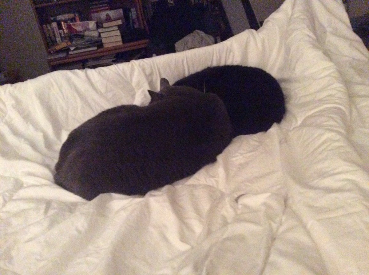 DavidGoldingay's tweet photo. My cat puddle.  You can barely tell when one ends and the other begins.  Great story, good luck to them both!  😸 https://t.co/OusnzARtpX