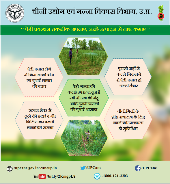 ‘‘ पेड़ी प्रबन्धन तकनीक अपनाएं, अच्छे उत्पादन से लाभ कमाएं ”
#upcane #pediprabandhan
<a href="/UPCane/">Cane Development UP</a> <a href="/UPGovt/">Government of UP</a> <a href="/CMOfficeUP/">CM Office, GoUP</a> <a href="/InfoDeptUP/">Information and Public Relations Department, UP</a>