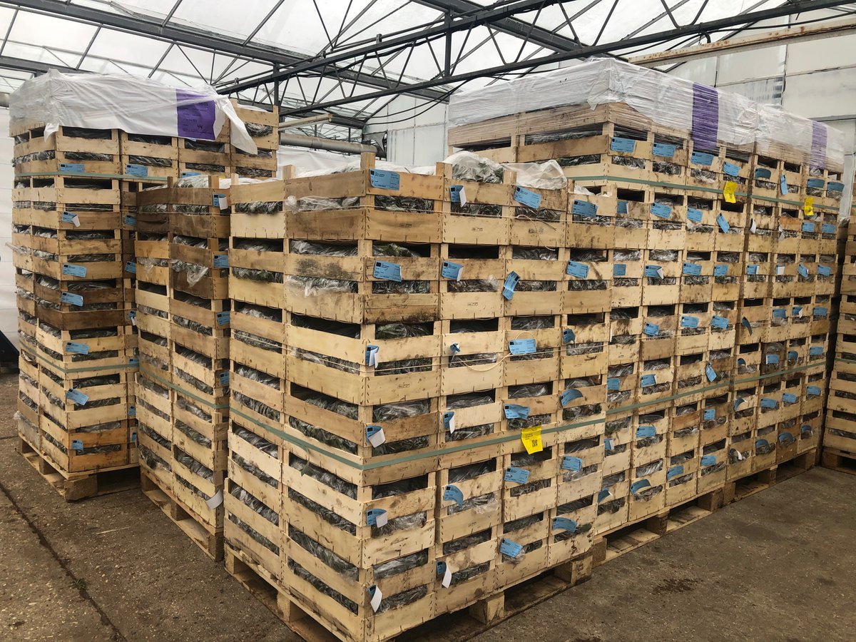 NewForestFruit tweet media