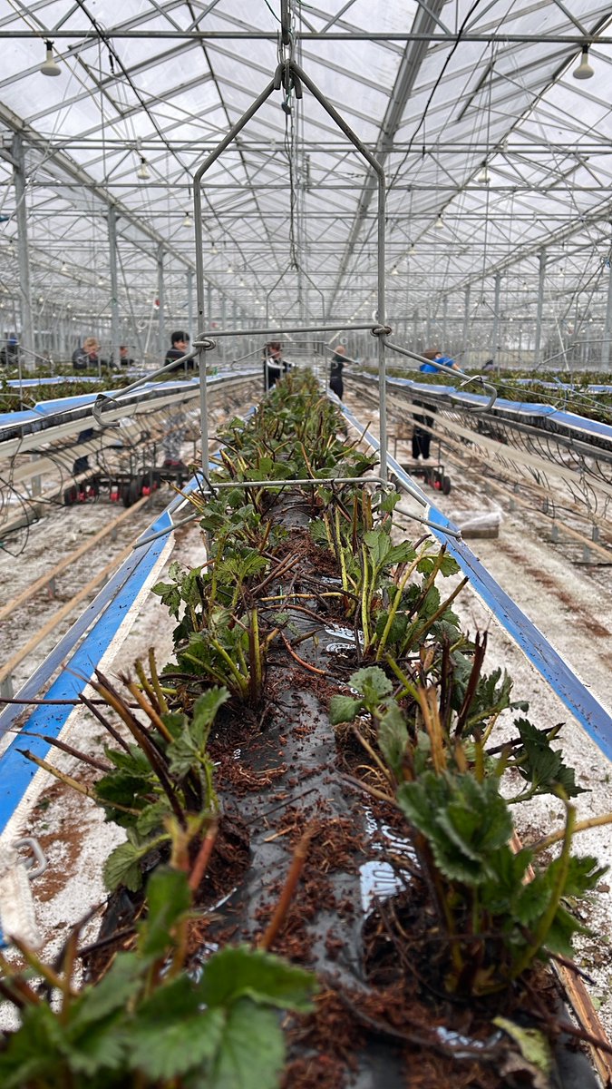 NewForestFruit tweet media