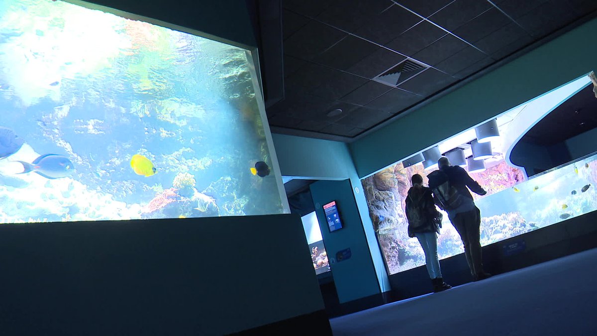 France 3 Poitou-Charentes (@f3poitouchtes) on Twitter photo Comment l'<a href="/aqualarochelle/">Aquarium La Rochelle</a> surveille sa consommation d'énergie #LaRochelle
VIDEO ► france3-regions.francetvinfo.fr/nouvelle-aquit… Comment l'<a href="/aqualarochelle/">Aquarium La Rochelle</a> surveille sa consommation d'énergie #LaRochelle
VIDEO ► france3-regions.francetvinfo.fr/nouvelle-aquit…