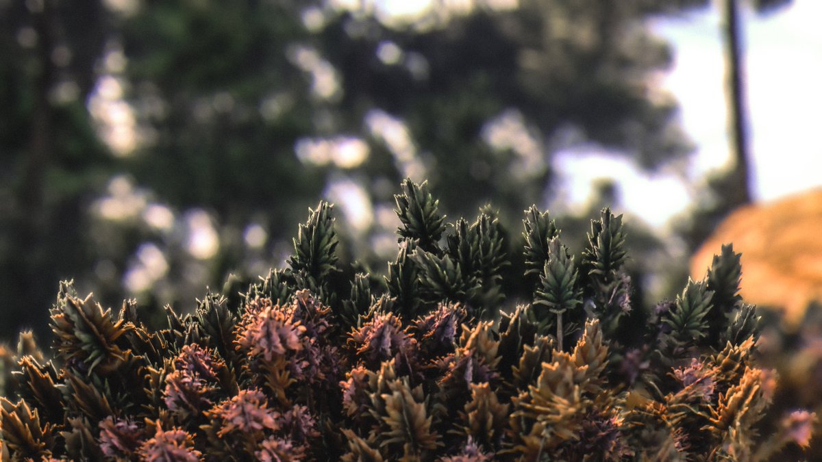 WorldviewVP's tweet image. 🌿
-
#APlagueTaleRequiem #APlagueTale #VirtualPhotography