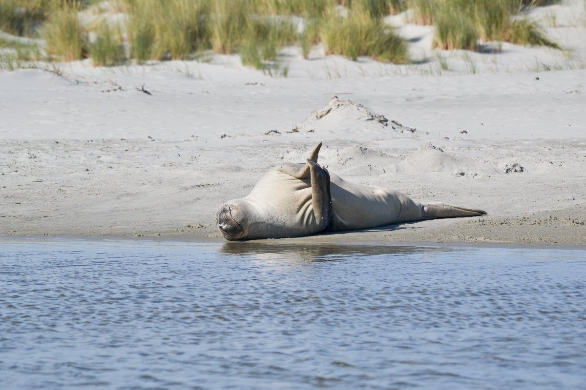 wednesday__d's tweet photo. Oh Ōtepoti, how I've missed you. Was able to spend today playing #pinniped bingo - we were able to spot 1 leopard seal, 1 elephant seal, 4 sea lions and many fur seals not a bad #DunnerStunner! 

#Dunedin #Nikon #WIMMS #MarineMammalogy #Phohtography #DoSomethingNewNZ https://t.co/cPpsbXGhEn