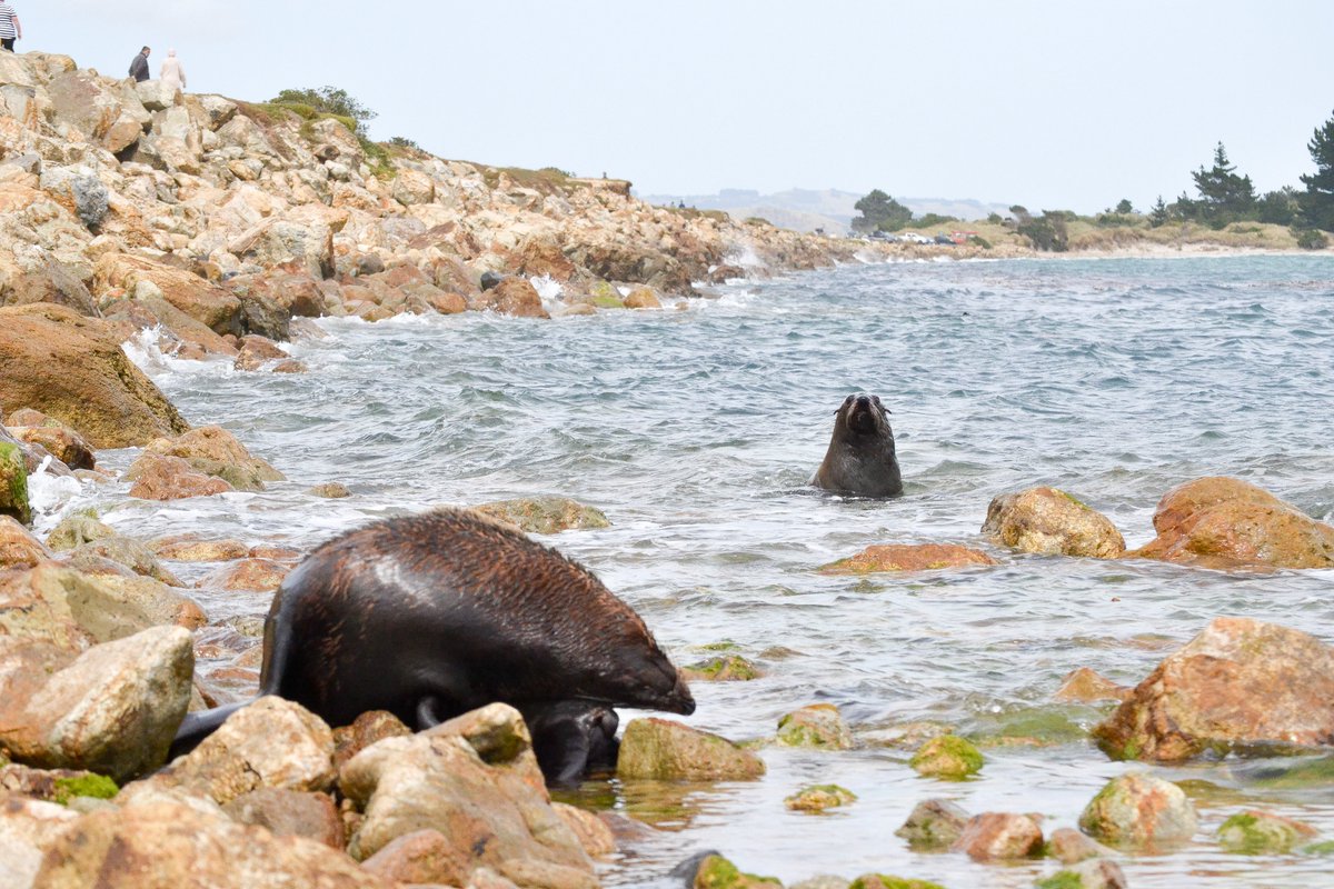 wednesday__d's tweet photo. Oh Ōtepoti, how I've missed you. Was able to spend today playing #pinniped bingo - we were able to spot 1 leopard seal, 1 elephant seal, 4 sea lions and many fur seals not a bad #DunnerStunner! 

#Dunedin #Nikon #WIMMS #MarineMammalogy #Phohtography #DoSomethingNewNZ https://t.co/cPpsbXGhEn