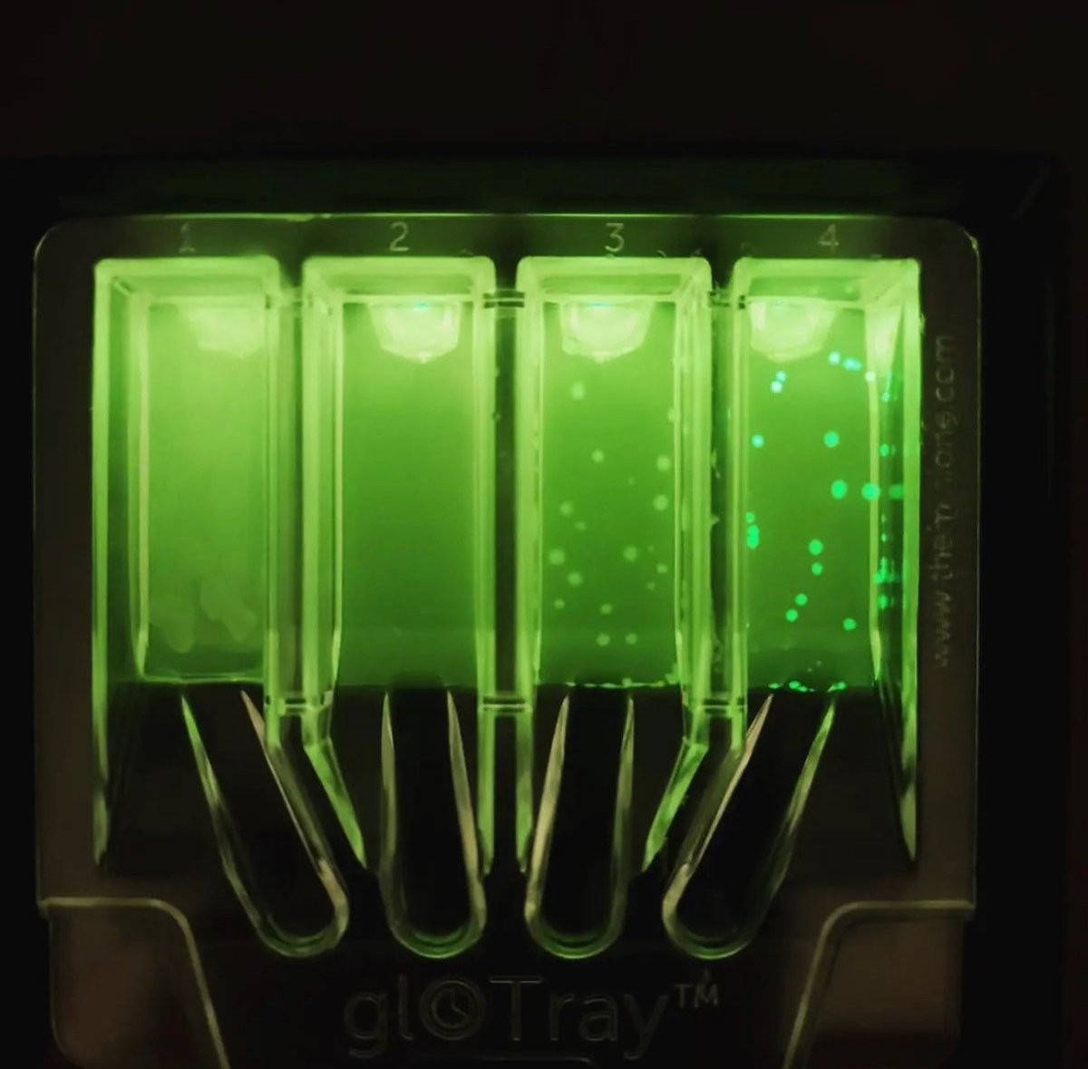 labospace's tweet photo. A successful transformation! 🧪

The MiniOne gloTray replaces four petri dishes and comes pre-poured to greatly reduce prep for teachers 🦠

#science #scienceteachers #schoolscience #minilab https://t.co/maj0MoYmB0