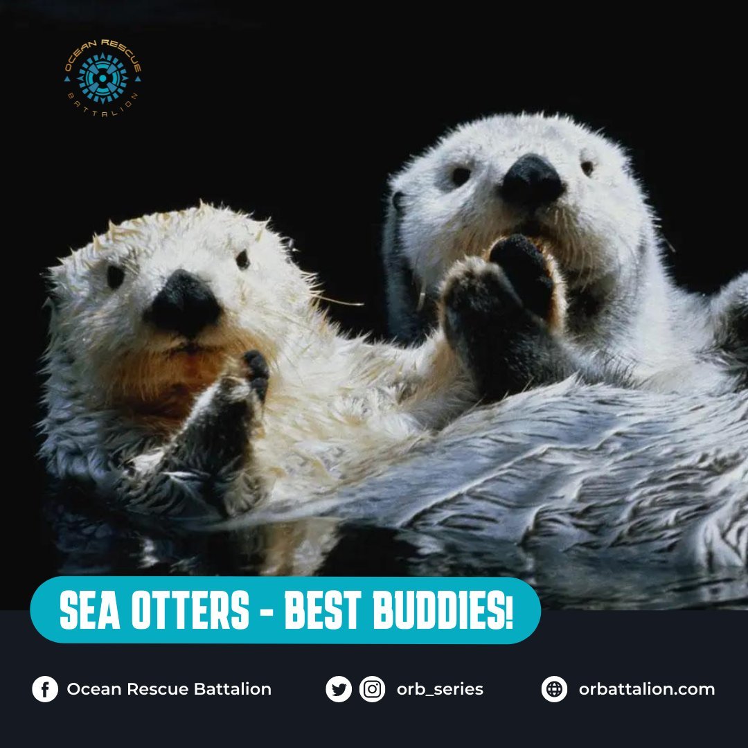 Sea otters hold hands together to prevent themselves from drifting away as they sleep in the water. Talk about best buddies watching out for each other!

Don't forget to send some appreciation to your best buddies! 

#DidYouKnow #oceantrivia #oceanfacts #ocean #environment