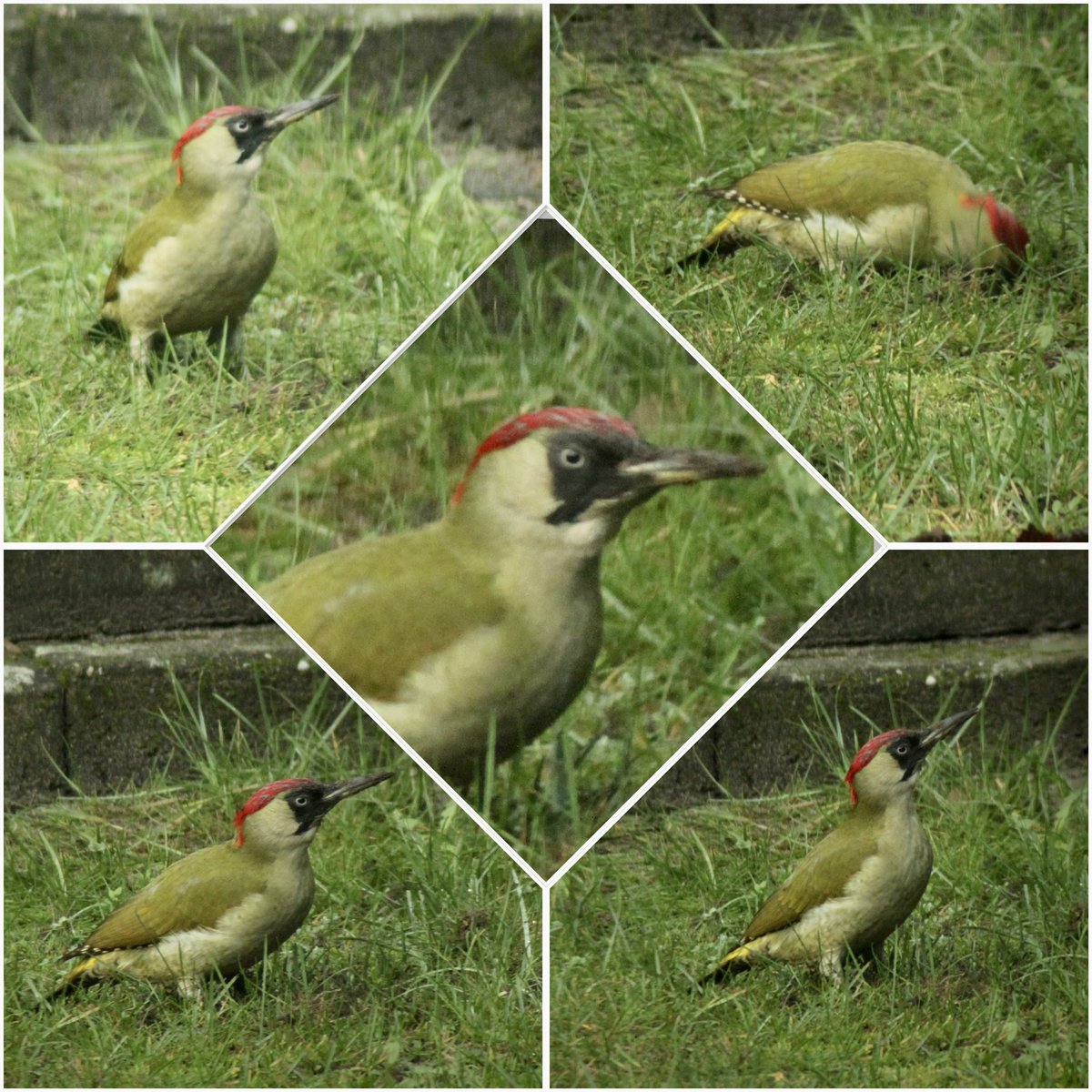 TubbR's tweet photo. Groene specht in de achtertuin #woodywoodpecker https://t.co/HBZQ9BhJoQ