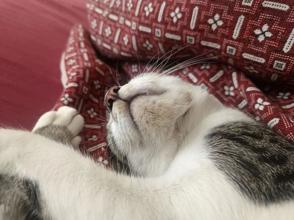 ankur_chipps's tweet photo. Izumi when she's not zooming https://t.co/rDLTlt2QvO https://t.co/jGf2JWQbvU