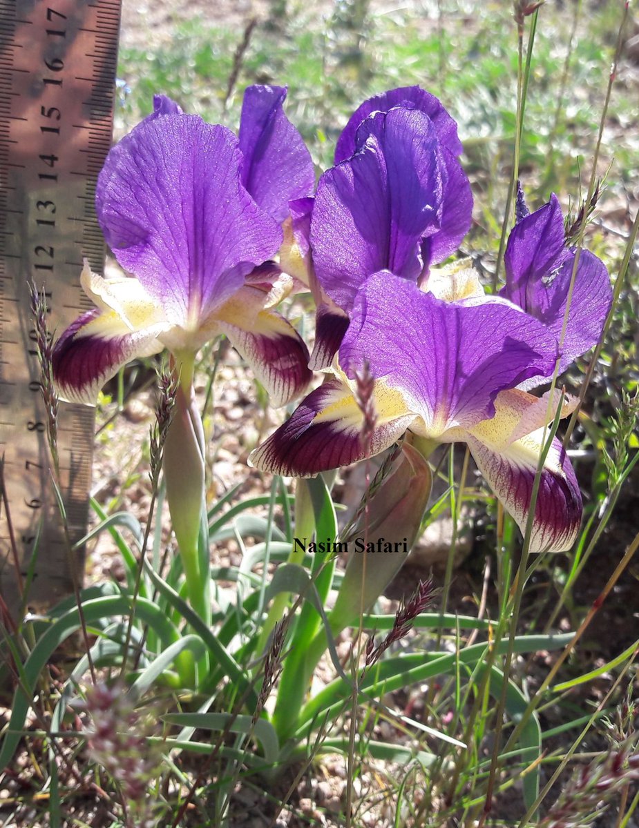Iris ferdowsii Iridaceae Iris ferdowsii is the last Iranian Iris that was introduced a couple of years ago. I have done habitat studies on this species for three years and even investigated its propagation methods (seed propagation and tissue culture). #wildplants #geophyte #iris
