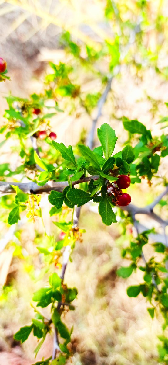 ismaildig's tweet image. صبـ(⛅)ـُ(آٍلـٍـً(🌺)ـٍورٍدً)ـ(⛅)ـٍآٍآٍحً
صبـُ(⛅)ـٍآٍآٍحً النـِْـِْ([💡])ِْـور
صَوْتكِ ازَهَر فِيْااذُنْيَّ الفٌ وَرٌده . . !