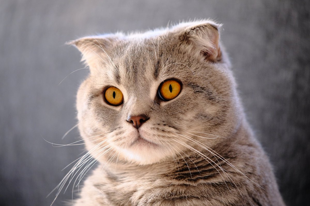 m1alsan's tweet photo. We call him "Mars" 🙂 
I caught this #pose of him the other day with #curiosity and #majesty in the eyes... #MewYear #cat #photo #challenge #dbuzz #hive https://t.co/1wat90cFOq