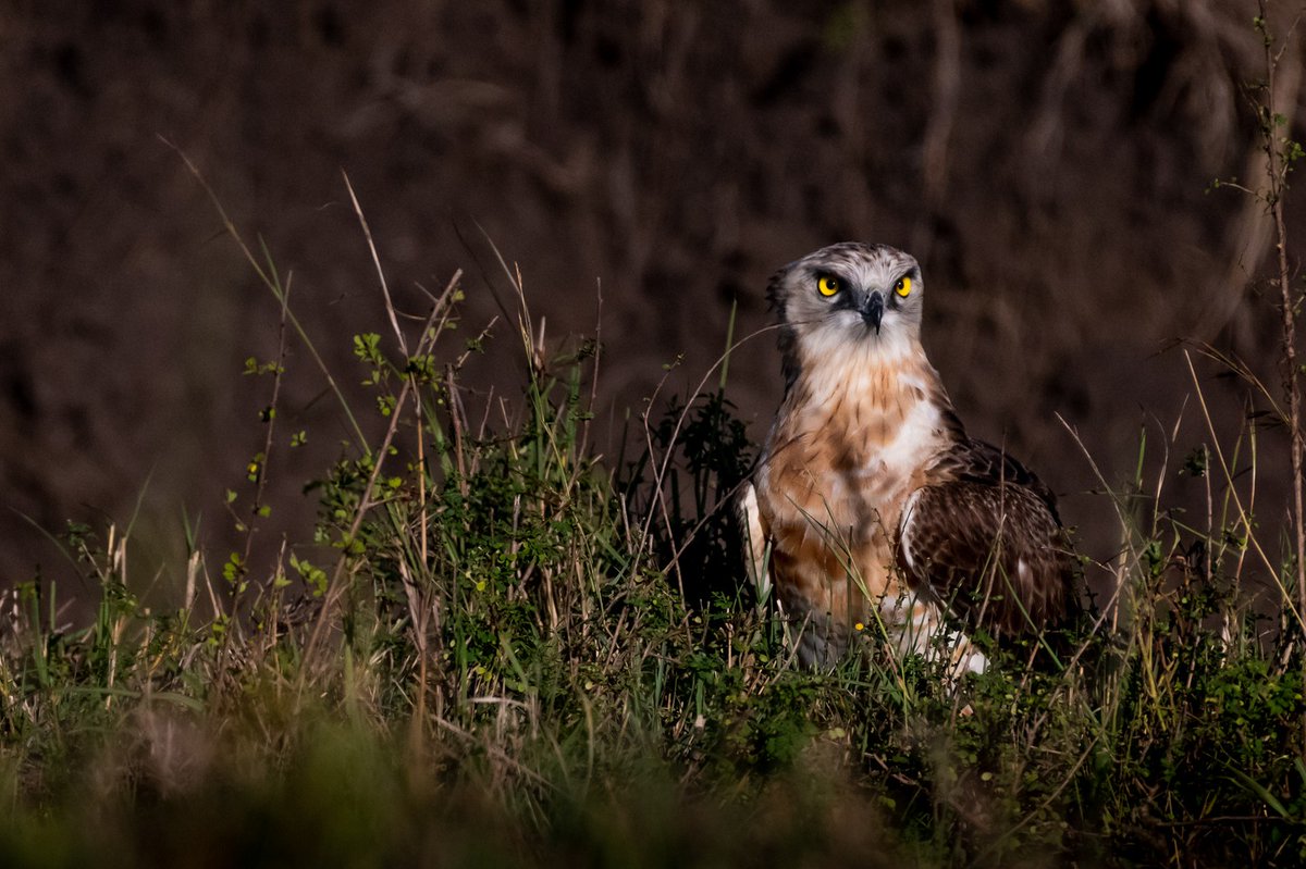 A Curious Black-chested Snake-Eagle.
🦅 Masai Mara | Kenya
#birdsextreme #ilovebirds #bird_brilliance #bird_vibrance #birds #eastafrica #raptor #amazingbirds #naturephotography #blackchestedsnakeeagle #bownaankamal #masaimaranationalpark #earth_shotz #birdportraits