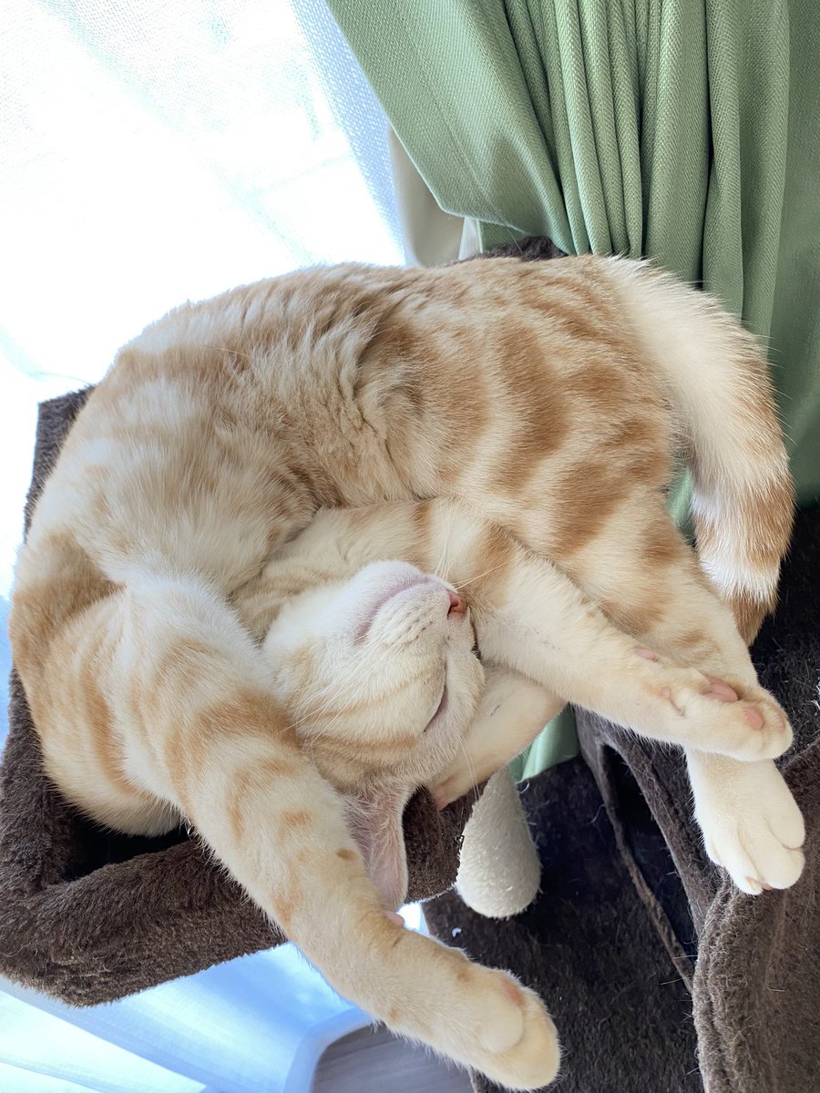 NukoSuke_FPS's tweet photo. 人も猫も寝正月🐈
寝相最高(ฅ ॑꒳ ॑)ฅ https://t.co/dOqMPuBrtJ