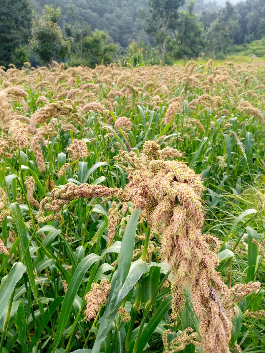 NavdanyaBija's tweet photo. @NavdanyaBija farmers have revived #Jhangora in #Garwhal, a mineral rich #ForgottenFood which is climate resilient & nutritionally rich .Millets are the answer to malnutrition and the water crisis #YearofMillets @drvandanashiva https://t.co/QtywFssaL0