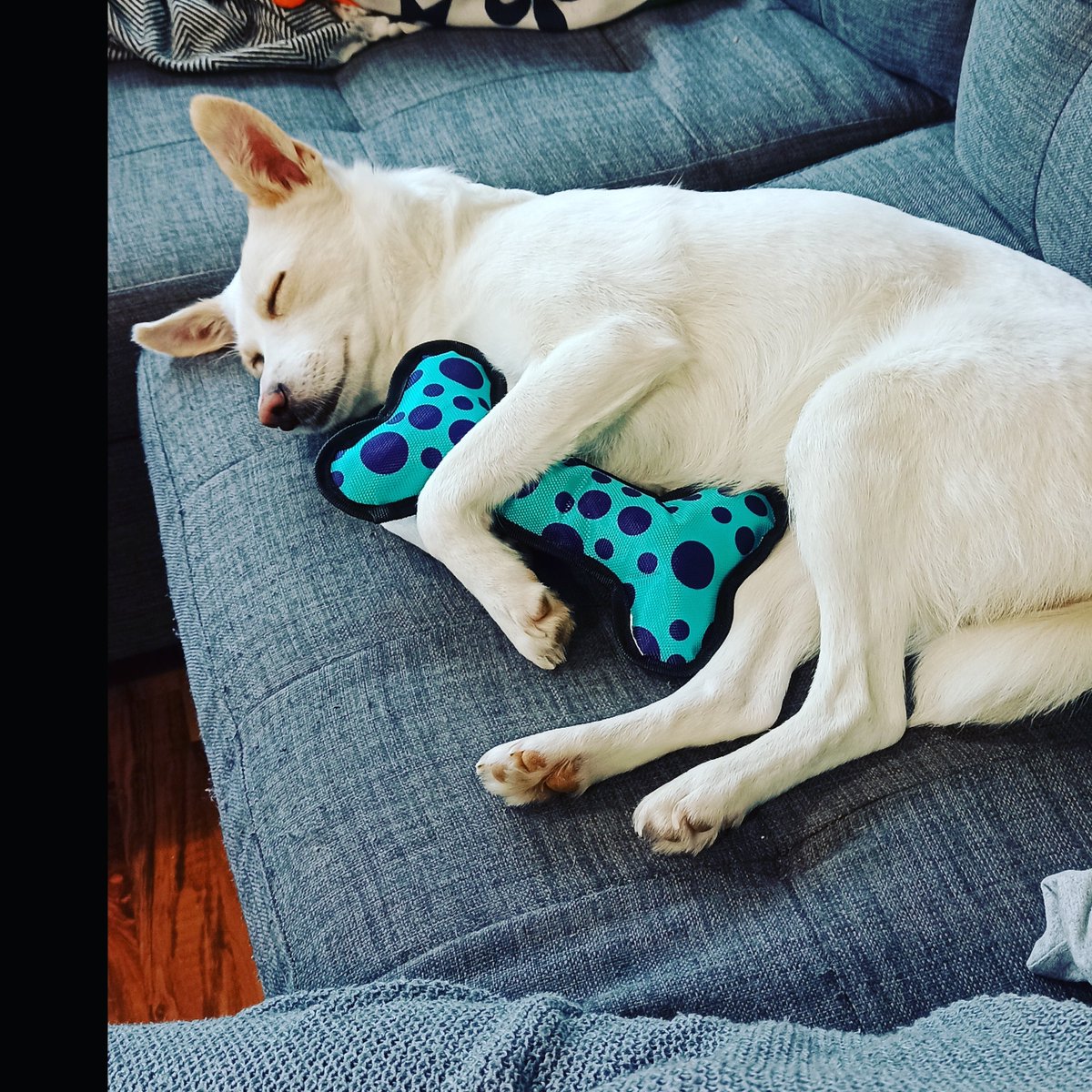 terrinabauer's tweet photo. Since the upheaval if Twitter, I have become much less active here. If you're on Instagram or Facebook, you're much better off to follow me there.

Update incase you didn't know, we adopted a dog from Ukraine. Her name is Belle and she is great. https://t.co/TCfESXlePr