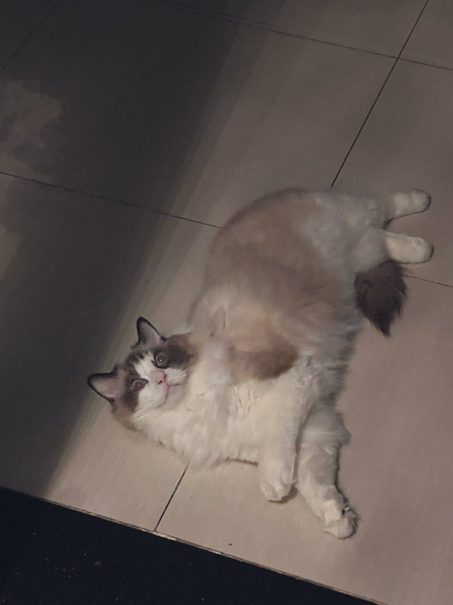 ลิตเติ้ลปาตูตี๊ tweet media