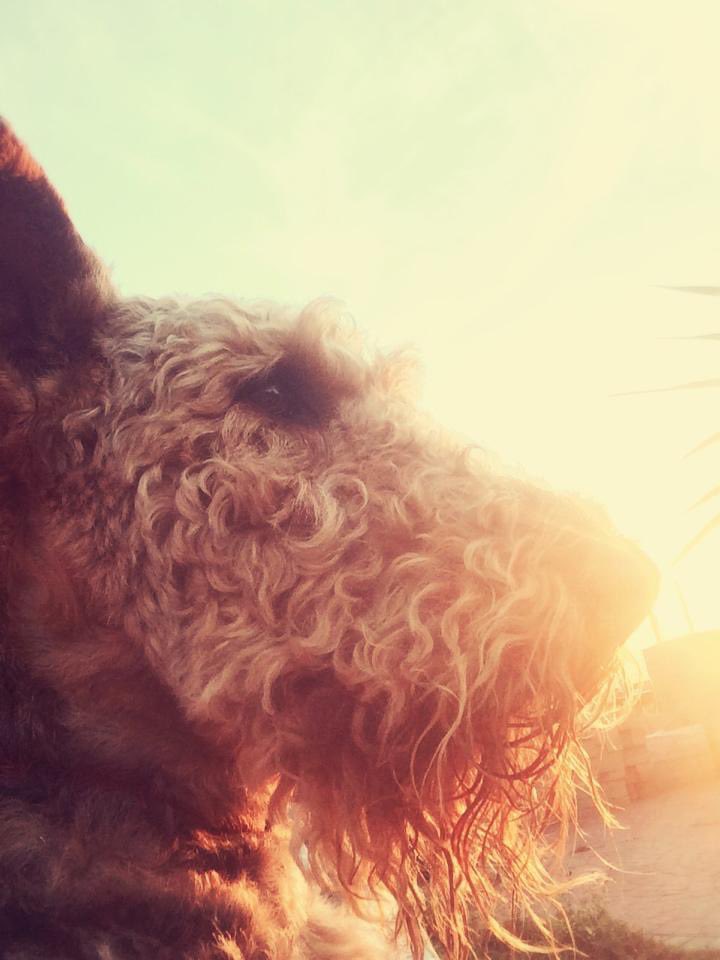 ToastieBarks's tweet photo. Dear Furpals it me Angel Toastie frum RainbowBridge. Today wuz 2 ears ago aye did left me dads arms &amp; gained ma AngelWings. Me Nefew @TaytoBarks keepin me dads on der toes wif his Mischiefs n remember to always be kind to eachuver ohkay? Aye runnin pain-free n lots of noms here❤️‍🩹 https://t.co/sdKFYgsTge