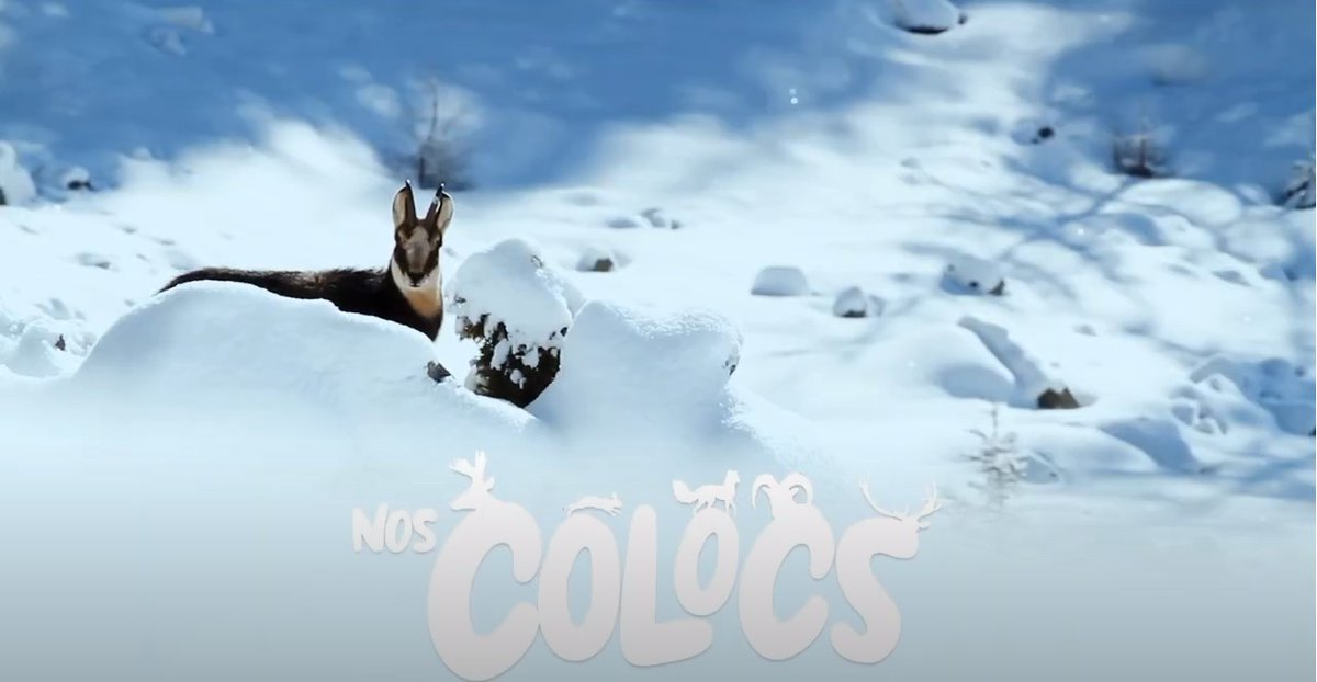 VIDEO [Nos Colocs] ▶️Les précieux conseils de Fabien Maierhofer et de Mathieu Navillod pour ne pas déranger la faune sauvage 🦌🦊🦉cet hiver lors de vos sorties en montagne ! Réalisation 2022 © Fabien Maierhofer, Parc national de la Vanoise youtu.be/mmRSEthadkg