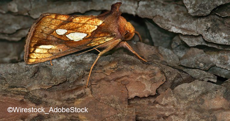 Weniger Nachtfalter, mehr Fliegen. Die komplexen Pflanzen-#Bestäuber-Beziehungen haben sich seit Ende des 19. Jhd. dramatisch verändert, zeigt der Vergleich aktueller und historischer Daten in 🇫🇮 
<a href="/UFZ_de/">UFZ</a> <a href="/UniHalle/">Universität Halle (inaktiv)</a> <a href="/idiv/">iDiv Biodiversity Research</a> <a href="/tif_knight/">Tiffany Knight</a> <a href="/LeanaZoller/">Leana Zoller</a> 
➡️ufz.de/index.php?de=3…
