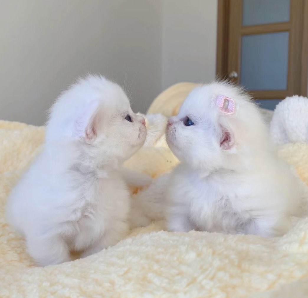 piinkimi_'s tweet image. babie cats