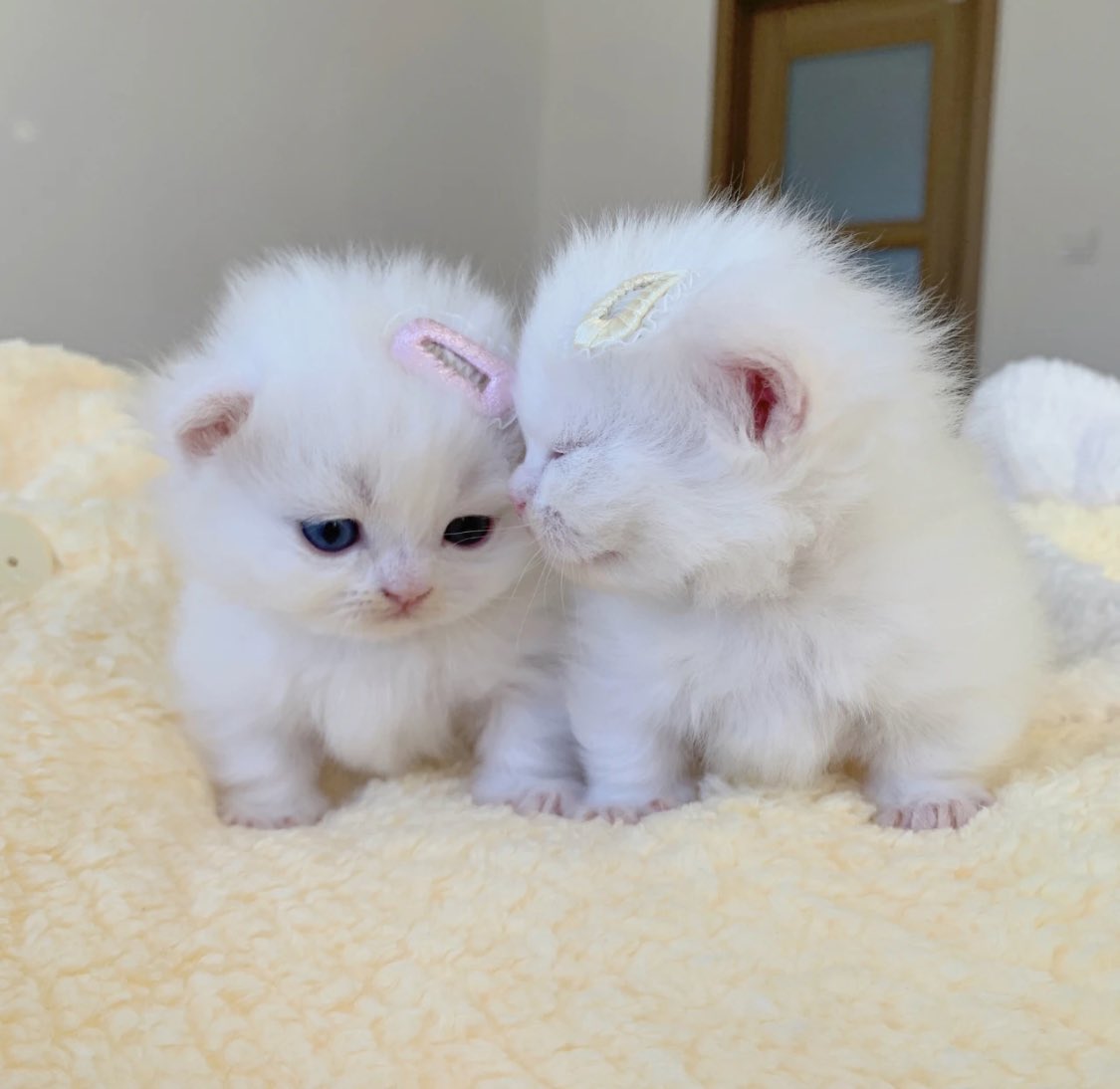 piinkimi_'s tweet image. babie cats