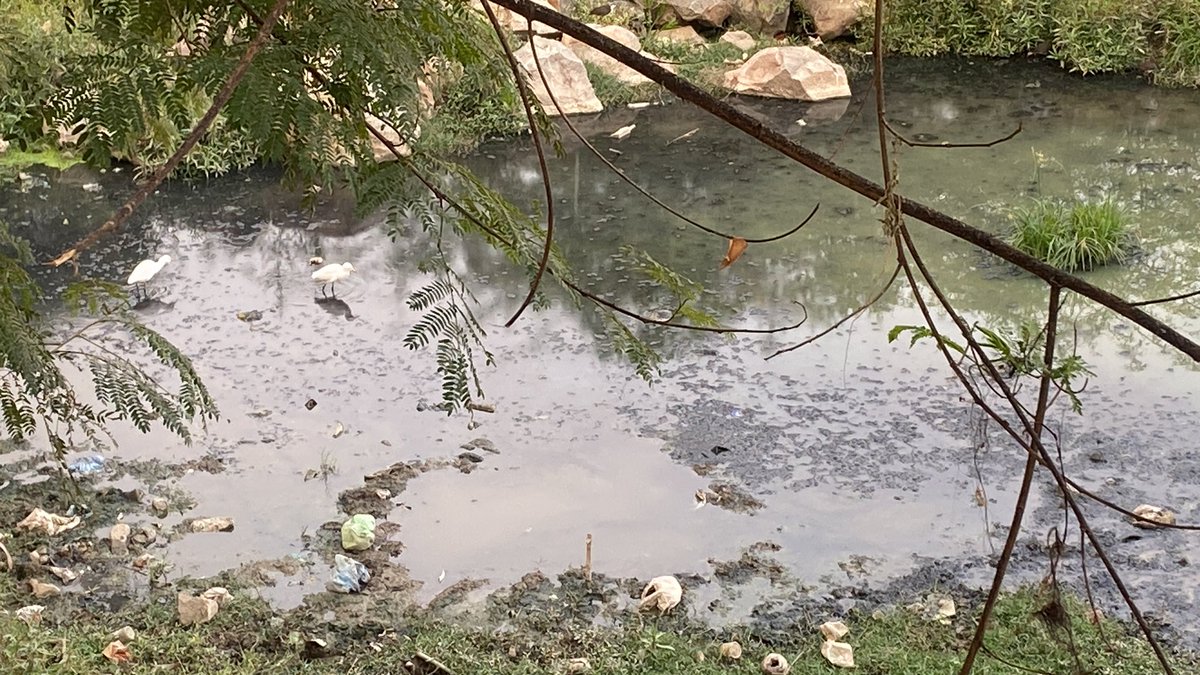 Sm381998's tweet photo. @KTRoffice @KTRTRS  sir.. venkatarama colony behind mallareddy hospital suraram horrible smell nd fly/mosquito nuisance thousands of ppl r living amidst this filth kindly look into this.. need a permanentsolution @DC_Quthbullapur @ghmc ppl r letting sewage water into this land https://t.co/IzYQM7vQJW