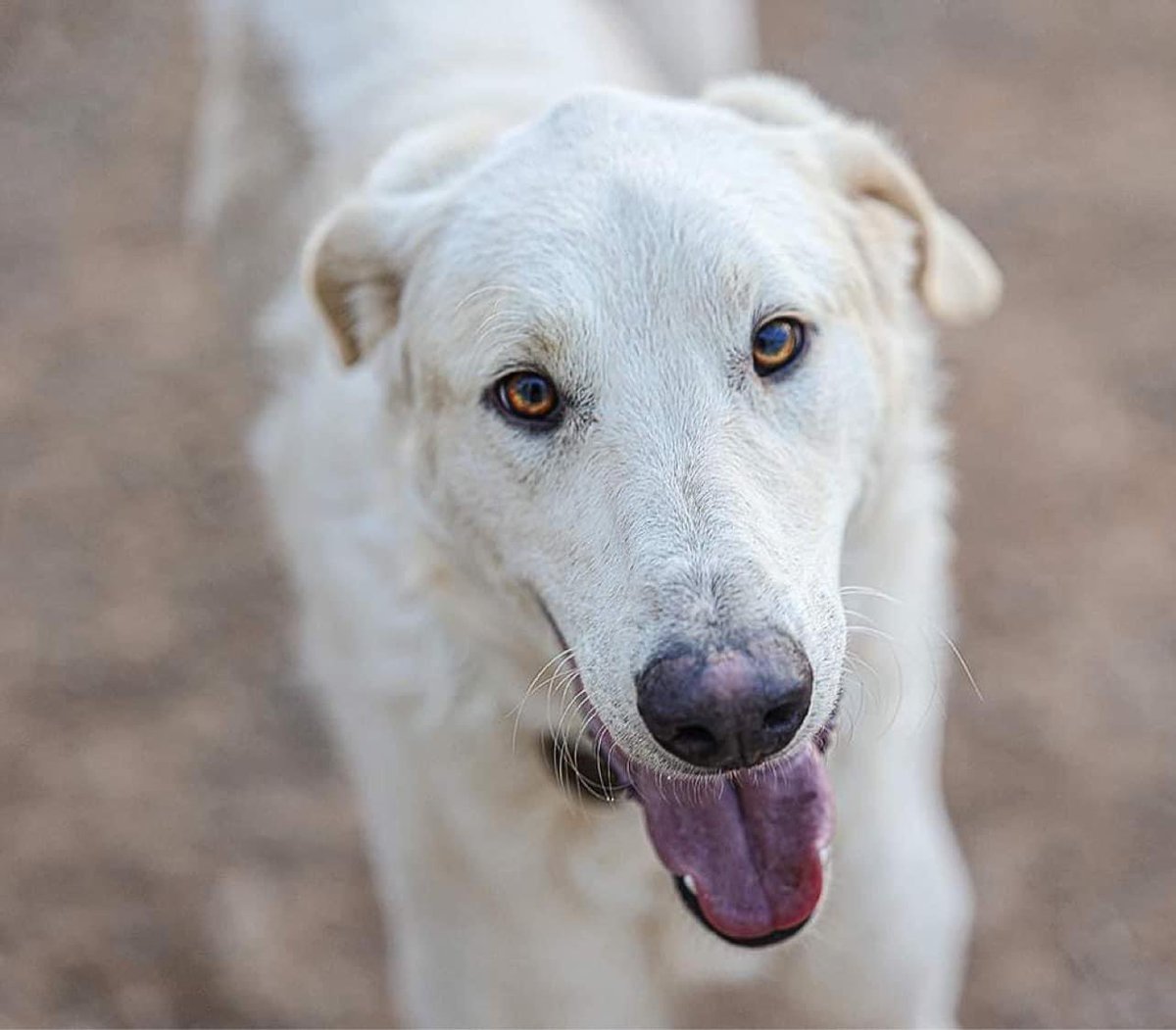 GalgosdelSol's tweet photo. Bart❤️ca’t believe he’s been here over a year😔approx 18mths old he arrived extremely scared & bitey but now he’s a huge fluffy wonderful cuddly teddy bear🥰A Galgo cross he’d love a family to bond with. His sister Lisa left some time ago & he’s left waiting. Plz share Bart🙏🏻❤️ https://t.co/YDcjMND9sp