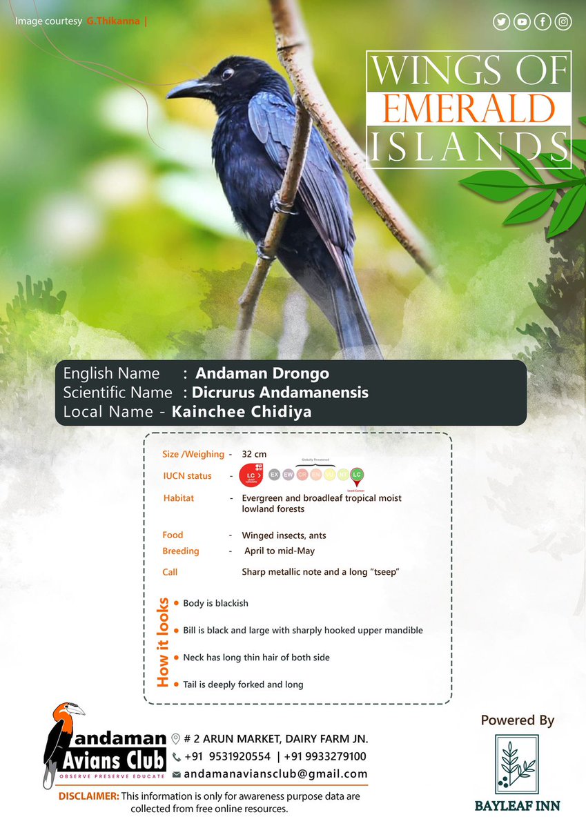 T1020
#Observe #Preserve #Educate
@AACAndaman
#birdtour 
#birdsave
#amritography
#birders
#andamannicobar