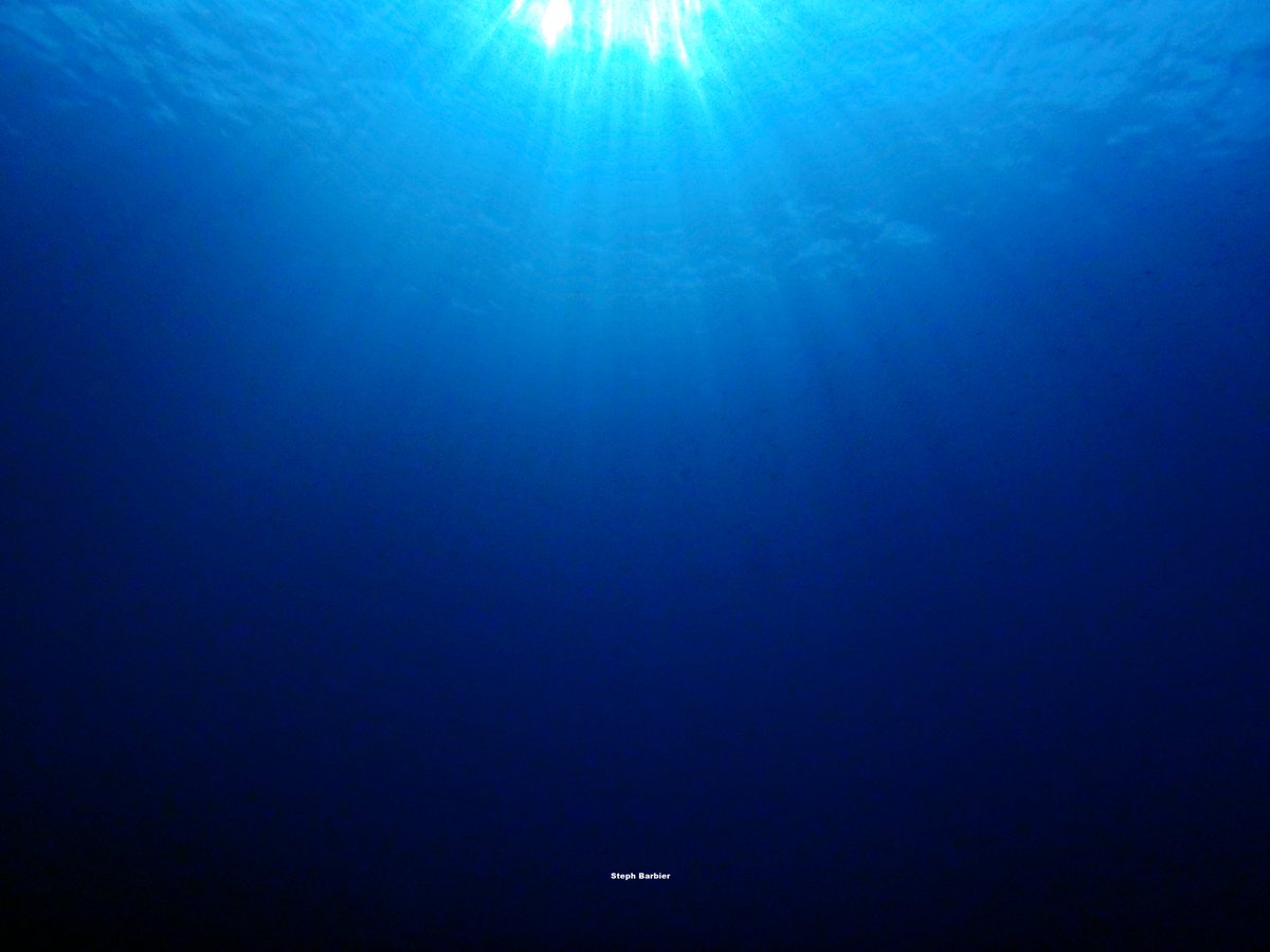 Steph_Barbier_'s tweet photo. 💦S'cuB'a Diving Time in Mediterranea: sunny deep blue Vibes, mauve stinger, spiral tube Worm!
Instants de Plongée en Méditerranée : ambiance de bleu profond ensoleillé; Pélagie; Spirographe ! 😎
Olympus camera + housing
French Riviera / Côte d'Azur, Var, France
Summer
2022
🌊 https://t.co/5o7OBBtyvB