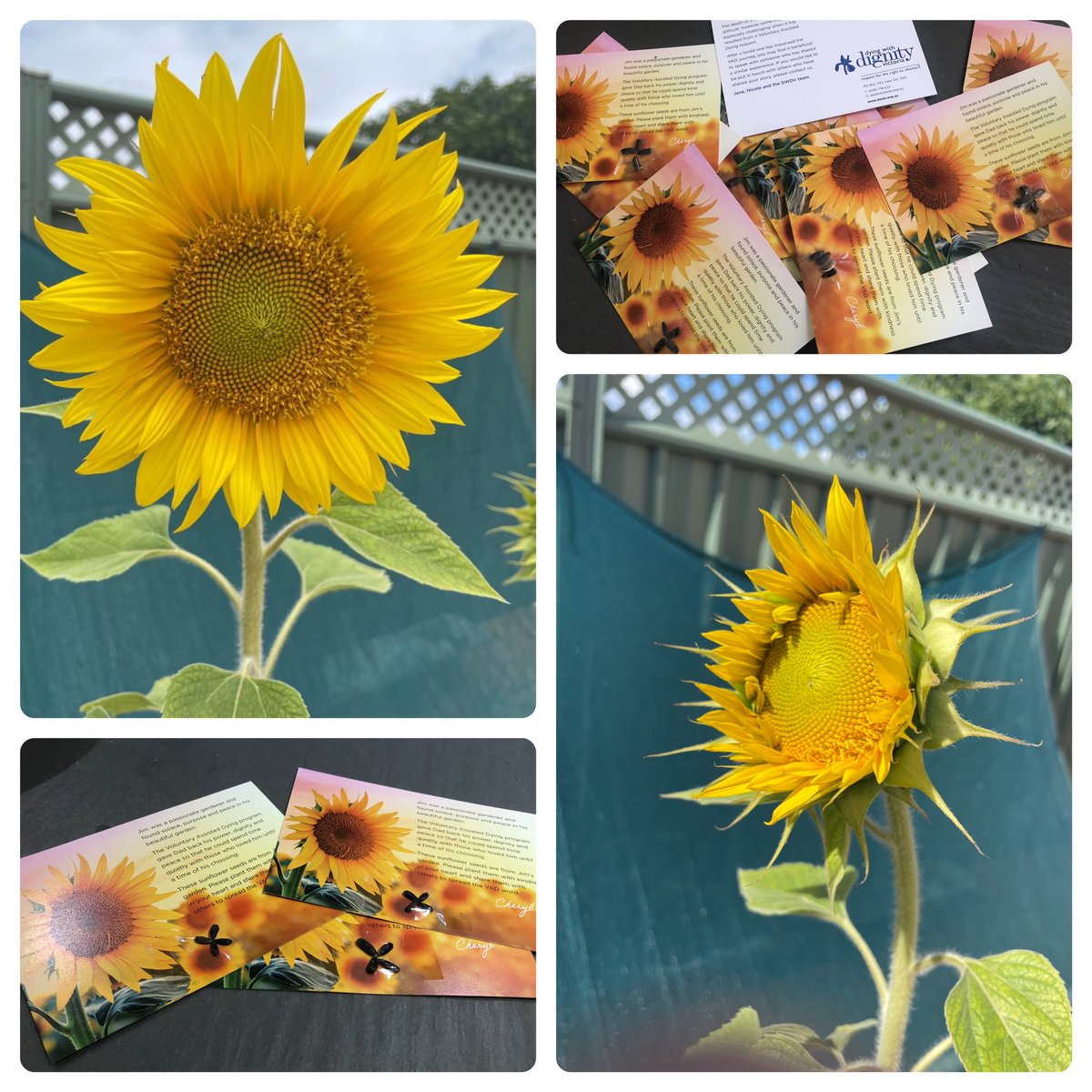 Last year we sent out hundreds of “sunflower cards” with seeds attached, to spread the word about Voluntary Assisted Dying. 
If you planted one of these seeds from ‘Jim’s’ garden, and it has grown, please send us a photo with a few words.
office@dwdv.org.au
#VAD #AssistedDying