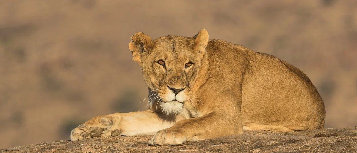 AlvahTours's tweet photo. Visit Lolldaiga Hills conservancy and enjoy 4 of the Big 5. Also pass by the the two rivers that don't mix i.e. Sirimon and Nyariginu at Daiga Muramanti.
#alvahtours #safari #wildlife #beautiful #bucketlist #adventure #nature #wanderlust #picoftheday #tembeakenya #EnflasyonFarkı https://t.co/A8mVZ2BhIe