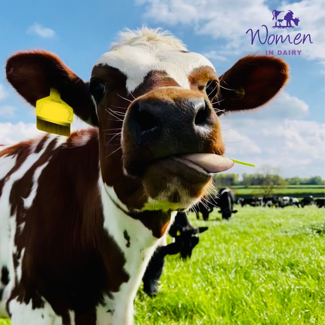 WomenInDairy's tweet image. We&apos;re back and ready for 2023💪
Make sure you keep an eye out on our socials for group meetings, information on our annual conference and all things great about @WomenInDairy 💜

#tongueouttuesday #readyfor2023 #2023goals