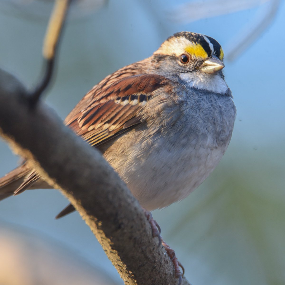 This Sparrow has made up his mind and is ready to party. LOL

#rebels_nature #raw_allnature #bestoftheusa_birds #bestofthetarheelstate #celebratingnc #raw_southeastusa #bestoftheusa_nature #capturebirds #USA_naturehippys #raw_birds #ig_shutterbugs_nature #hey_ihadtosnapthat