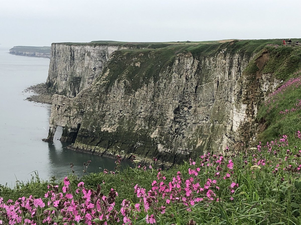 Bempton Cliffs