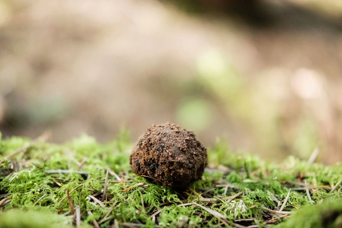 TruffleDogBlog's tweet photo. If you'd like to learn more about truffles and truffle dog training, Join me on February 2nd for my webinar ($20) at @FenziAcademy
Registration will open soon. Sign up to get notified here https://t.co/BC7gNKTIBl.
#Truffles #TruffleDogs #PNW #PacificNorthwest https://t.co/vzYNBK7MbE