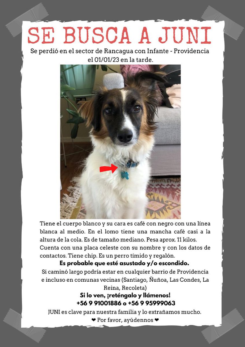 LalyPierola's tweet photo. #SeBusca. Seguimos buscando a JUNI, amig@s! Si ve a este hermoso peludo, desorientado, asustado, reténgalo y llámenos por favor! https://t.co/YIrR35Htfi