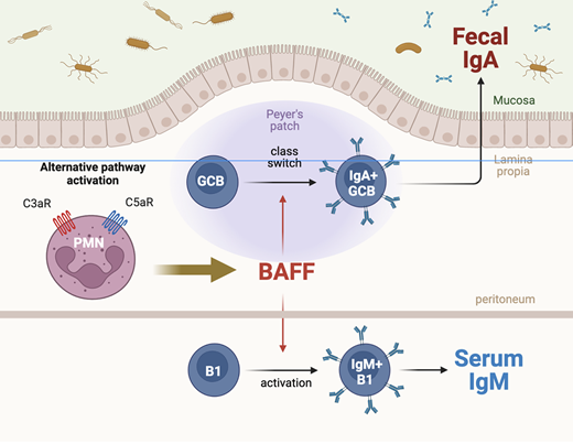J_Immunol's tweet photo. #CuttingEdge from Peter S. Heeger @CedarsSinai | #Neutrophil complement receptor signaling is required for BAFF-dependent #humoral responses in mice | #visualabstract #ReadTheJI #immunology 👉
https://t.co/S0PoHSz9O3 https://t.co/nAaQlloShb