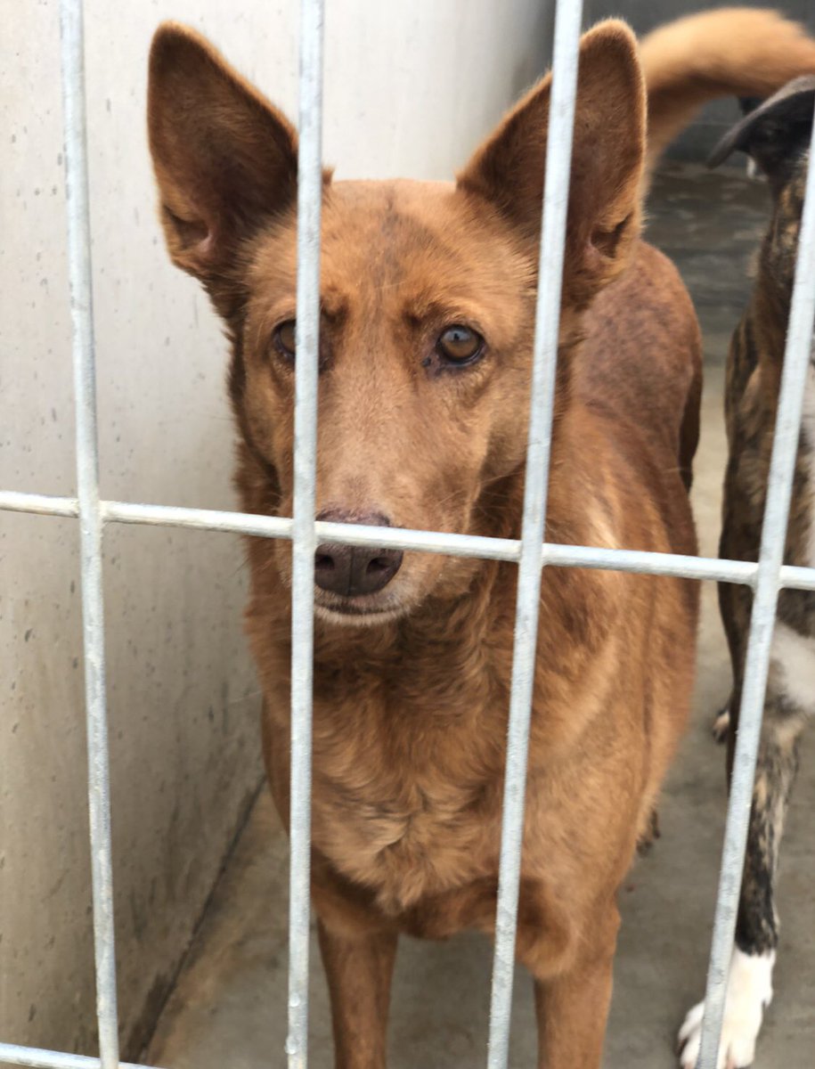 Necesito hogar 🇪🇸 tweet media