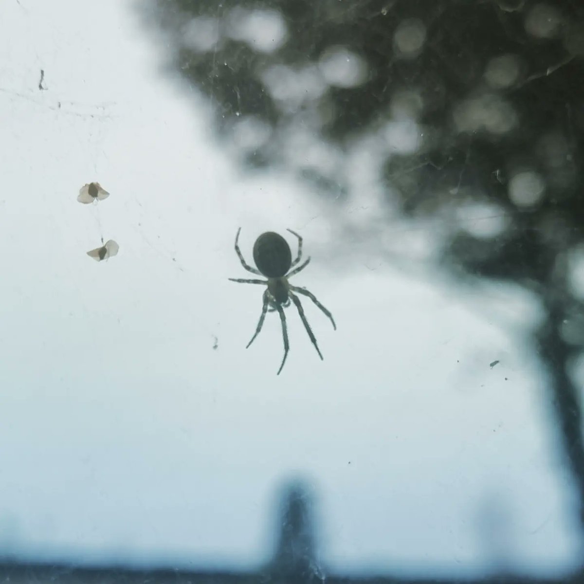 Karen_acts's tweet photo. Always glad to see this little lady on my window. x #welcomevisitor #spiderspiritanimal https://t.co/UUHNyXnYJR