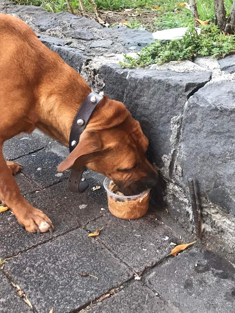 animalipeludos tweet media