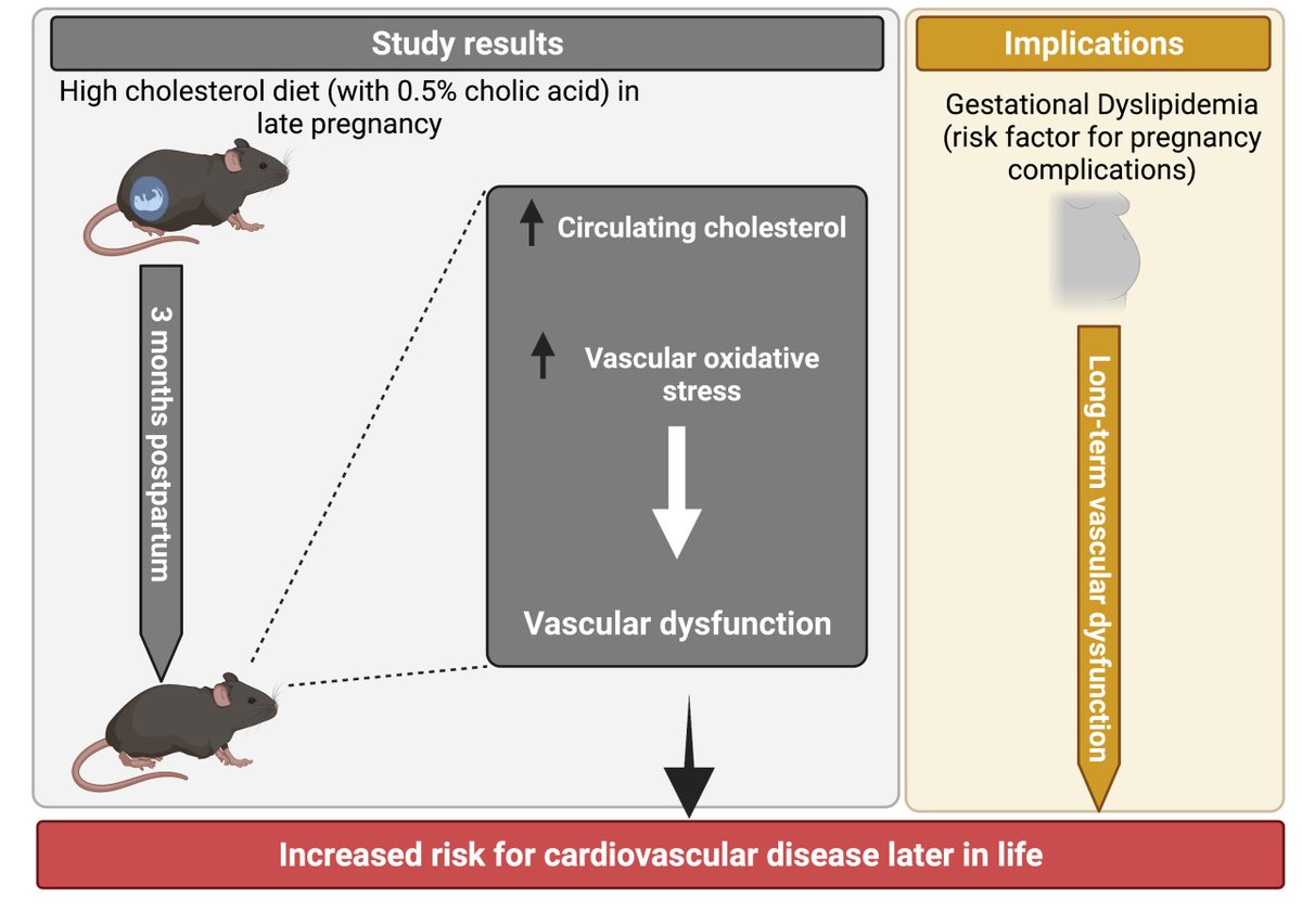 atvbahajournals's tweet photo. JAN. FEATURED ARTICLE: Abnormally high-cholesterol levels in pregnancy leads to postpartum vascular dysfunction, which could increase the risk for cardiovascular complications later in lifehttps://www.ahajournals.org/doi/10.1161/ATVBAHA.122.318421 https://t.co/NlaKtiSByh