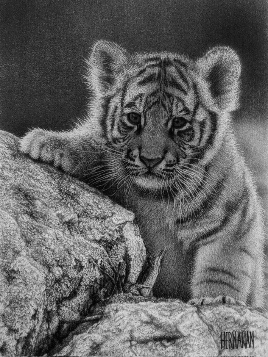 hernawan_art's tweet photo. The Little Tiger. 
I'm drawing of the little tiger on paper with charcoal pencil from photo reference. I hope you are like it. ✍🏻😊
#drawings #traditionalart #illustration #ArtistOnTwitter #tiger #littletiger #art #artwork #blackandwhite #Realistic #pencilsketch #pencilart https://t.co/cy3ZAh6LTz