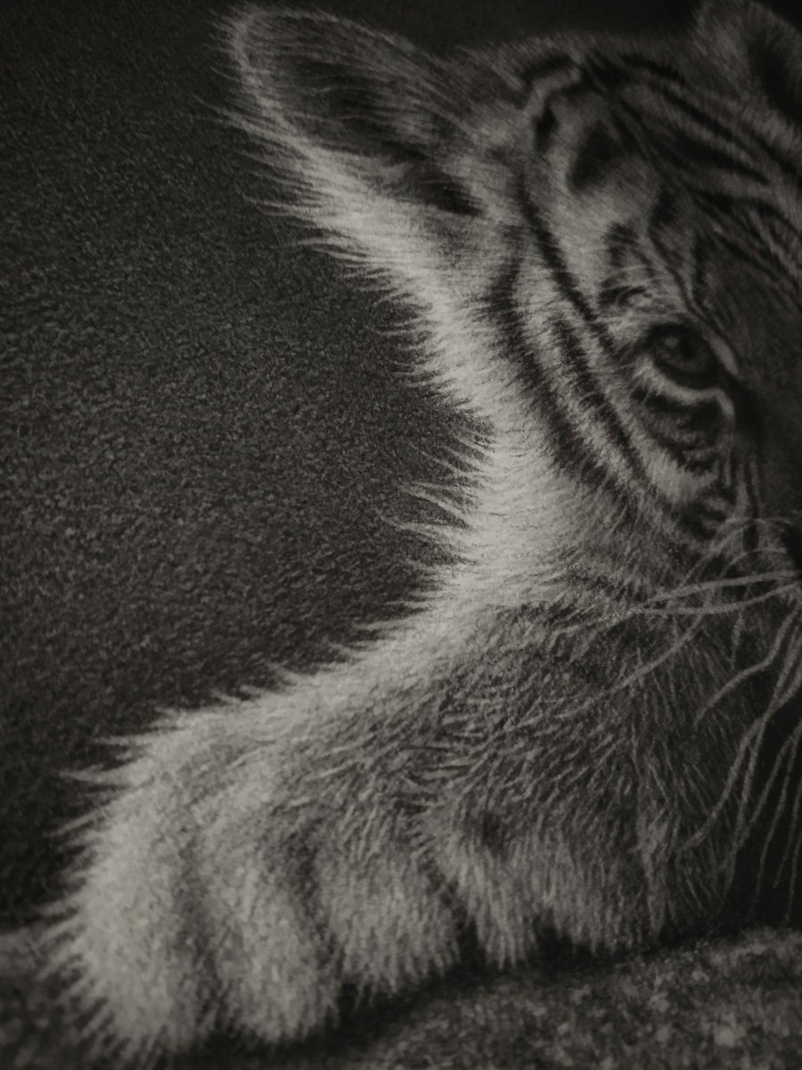 hernawan_art's tweet photo. The Little Tiger. 
I'm drawing of the little tiger on paper with charcoal pencil from photo reference. I hope you are like it. ✍🏻😊
#drawings #traditionalart #illustration #ArtistOnTwitter #tiger #littletiger #art #artwork #blackandwhite #Realistic #pencilsketch #pencilart https://t.co/cy3ZAh6LTz