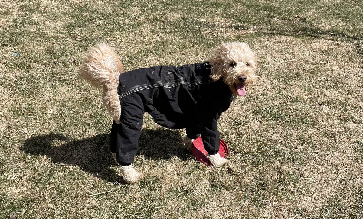 emfenner's tweet photo. @bunsenbernerbmd Sporty pooch Gidget! https://t.co/pJcRveQw2x