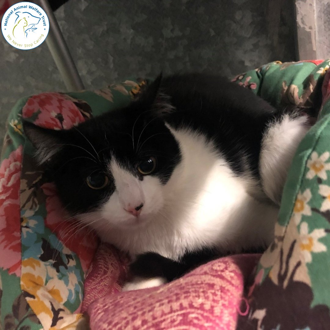 NAWT_updates's tweet photo. What a better way to start the year than to take a look back at past residents, and to see how they are getting on in their new homes 🏠
You can read Mischief's story on our latest blog: https://t.co/1TiHS65KkN
#nawt #kitty #kitten #abandoned #homelessanimals #animalrescue https://t.co/3aGl6ygYaM
