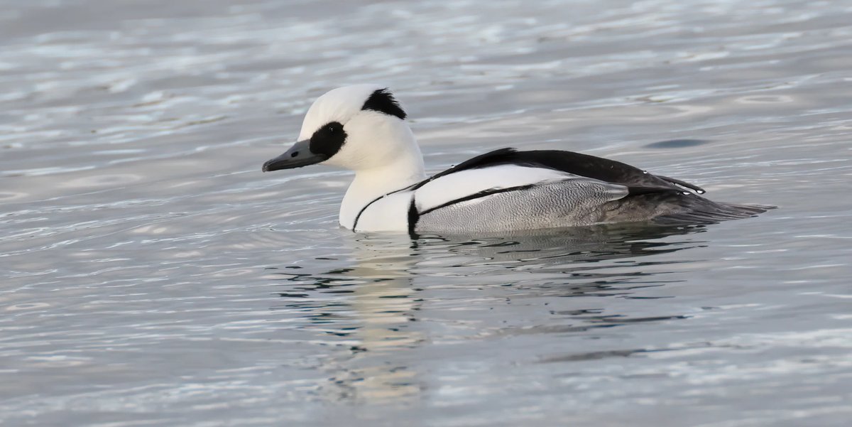 Review of the Week: 19 December 2022-2 January 2023 It was a fantastic fortnight for rarities – Ireland was treated to two national firsts, while British highlights included a showy Isabelline Wheatear and a brief Little Swift: bit.ly/3VDKLwt