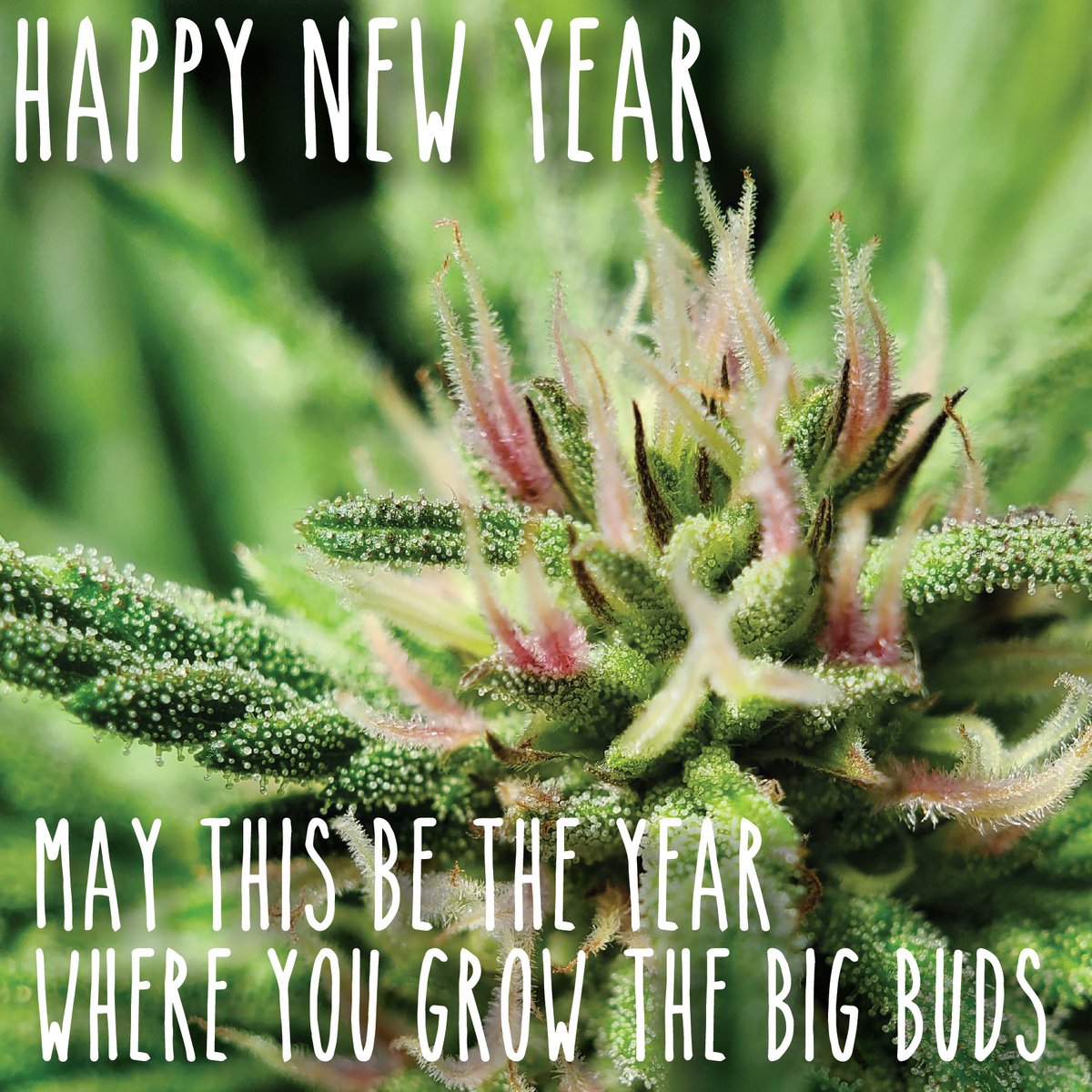 WeatherdIslands's tweet photo. Wishing you a year of #BigPlants full of #Terpenes #Crystals and #BigBuds 
Especially to all you #SmallBusiness out there! This is a tough industry and we believe #Craft is where it’s at!

#Legendary #Texada #Genetics
#Cannabis #Seeds #Grow #LSO #Organic https://t.co/VhlLs1mfPP